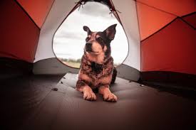 campingdog