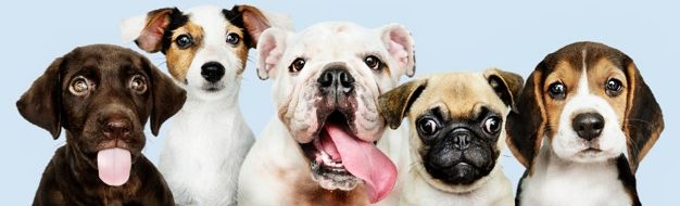 cropped-group-portrait-adorable-puppies_53876-64778.jpg
