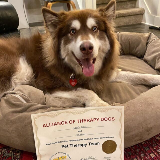 Ichabod therapy dog certificate