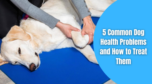 common-health-problems-in-dogs-1