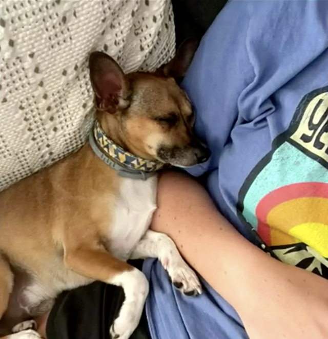 Dog cuddling with person