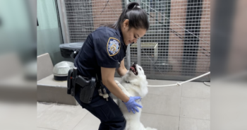 Officer_adopts_rescued_dog_Featured-350x184-1