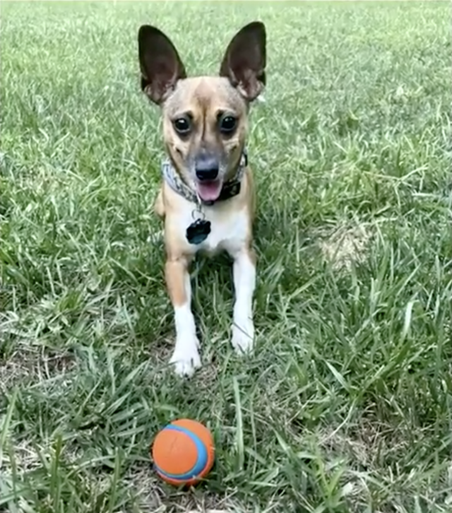 Small dog playing fetch