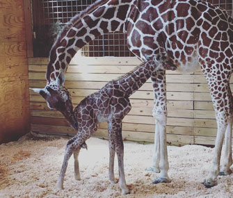 april-the-giraffe-and-her-baby-boy