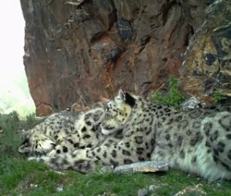 snuggling-snow-leopards