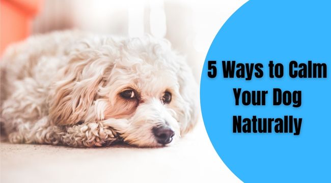 5-Ways-to-Calm-Your-Dog-Naturally