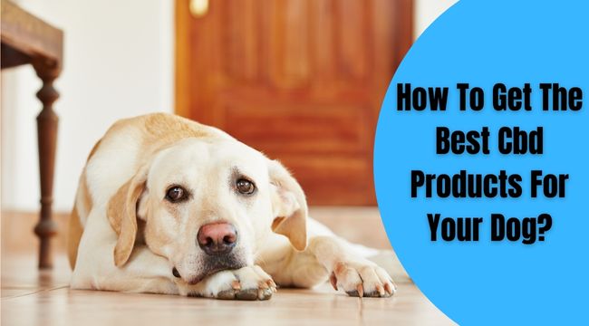 How-To-Get-The-Best-Cbd-Products-For-Your-Dog