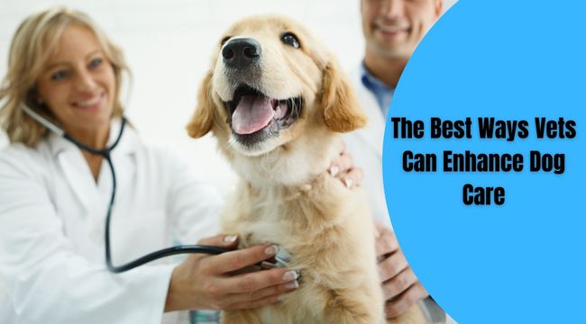 The-Best-Ways-Vets-Can-Enhance-Dog-Care
