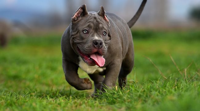 How-To-Raise-An-American-Bully