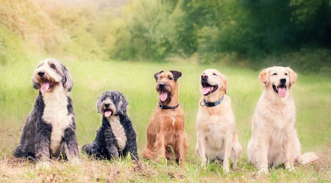 Most-Common-Dog-Breeds