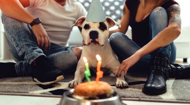good-dog-birthday-gifts
