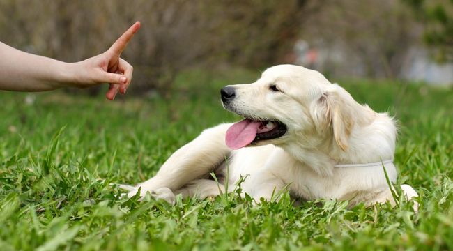 importance-of-training-your-dog