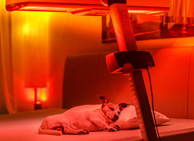 red-light-therapy-for-dogs