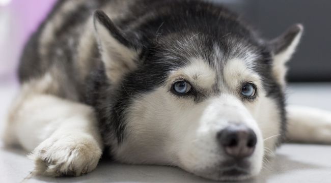 what-to-know-before-getting-a-husky