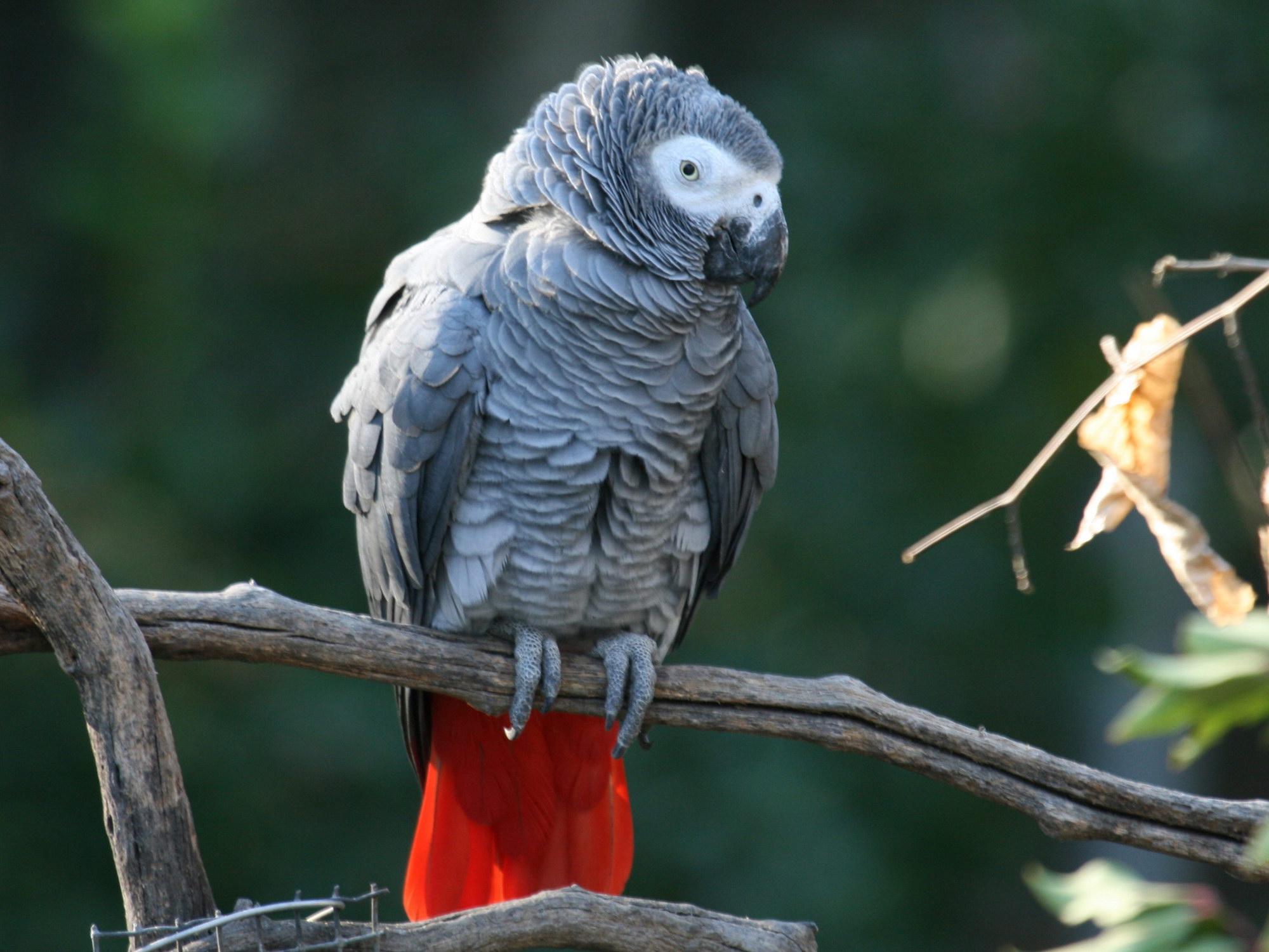 African_Grey_Parrot_RWD