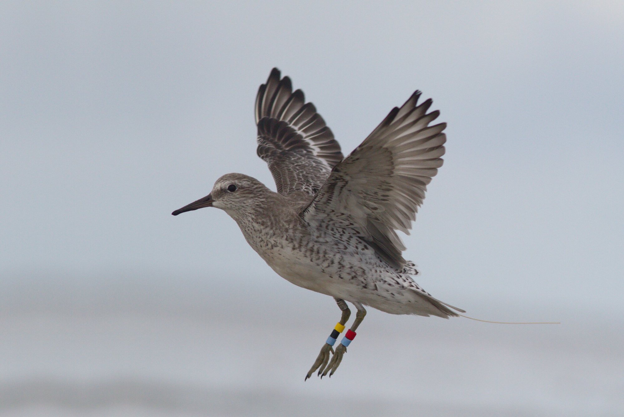 Red-Knot-Wadden-Sea