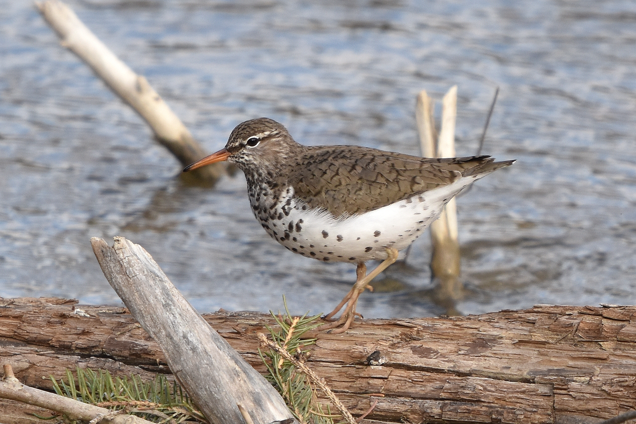 Spotted-Sandpiper-Fish-Cr-Pk-21-May-2021