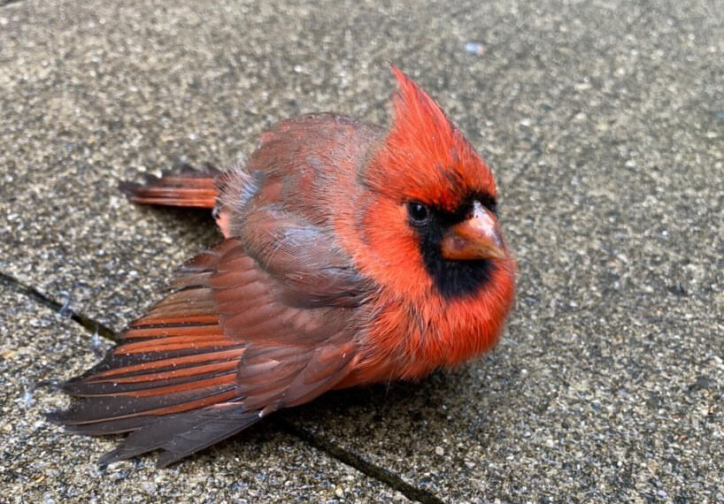 cardinal-hit-window