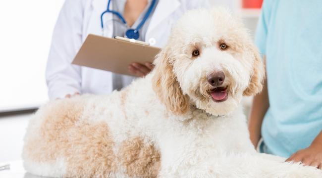 dog-health-issues