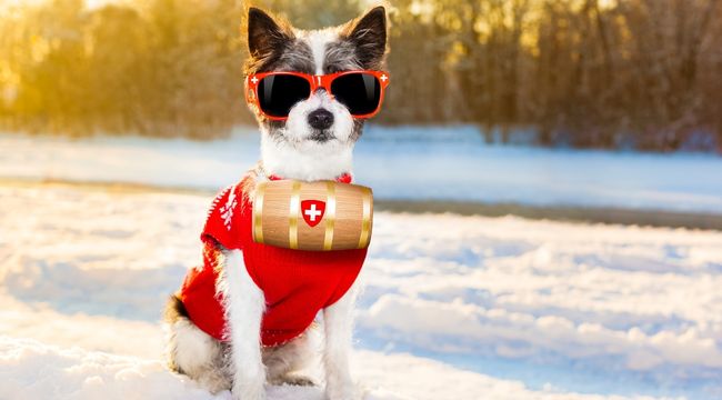 dog-winter-safety-tips