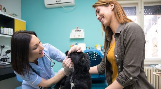 how-often-should-you-take-your-dog-to-the-vet