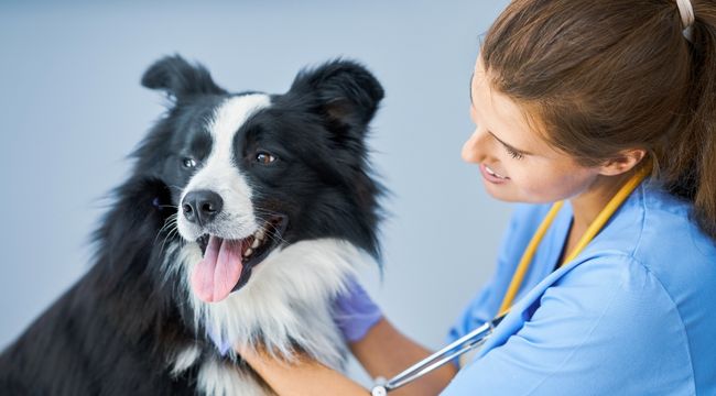 How-to-Prepare-for-a-Vet-Clinic-Appointment