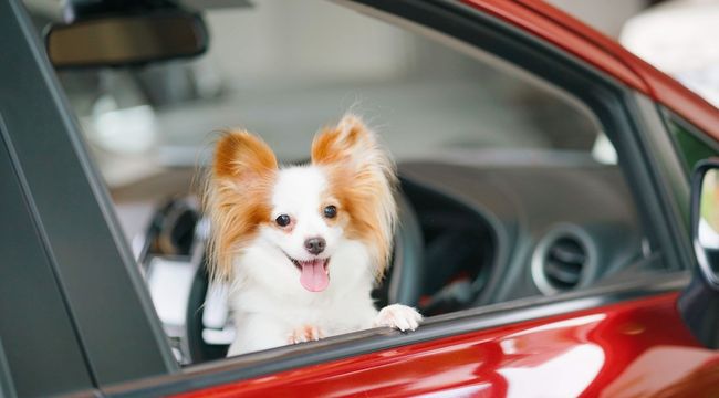 Traveling-with-dog-in-car