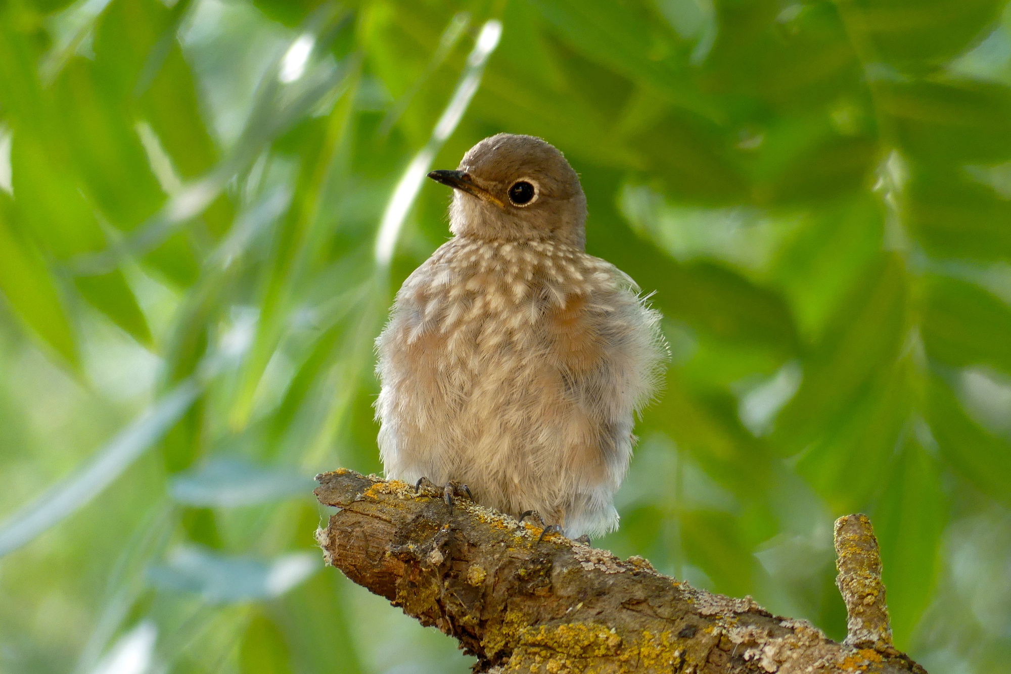 Western-Bluebird-fledgling-c-Evelien-de-Greef