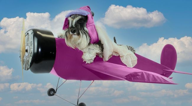 how-to-prepare-dog-for-flight