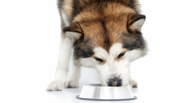 which-foods-are-harmful-to-dogs