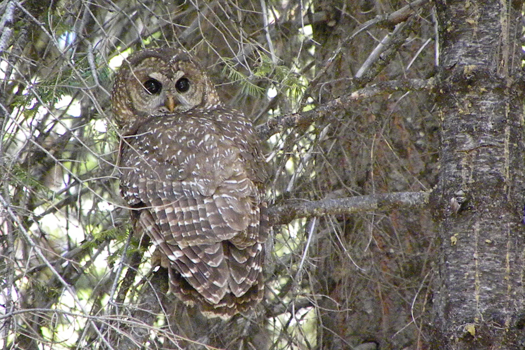 California_Spotted_Owl