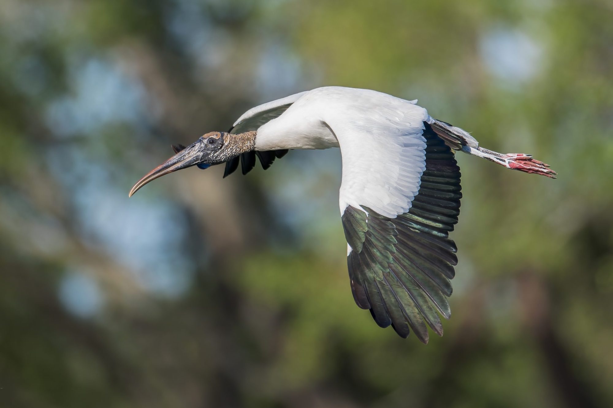 Wood-stork-flight-Jonathan-Hoiles