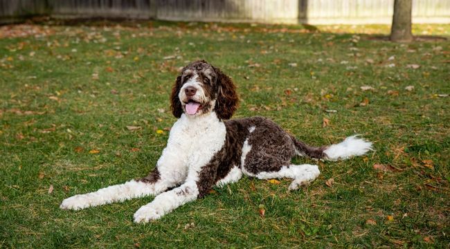 facts-about-Bernedoodle
