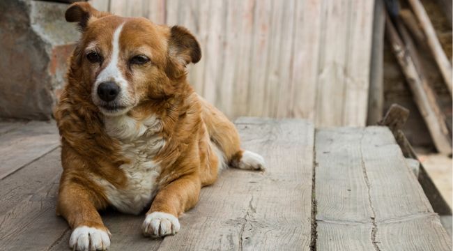 how-to-care-for-an-older-dog