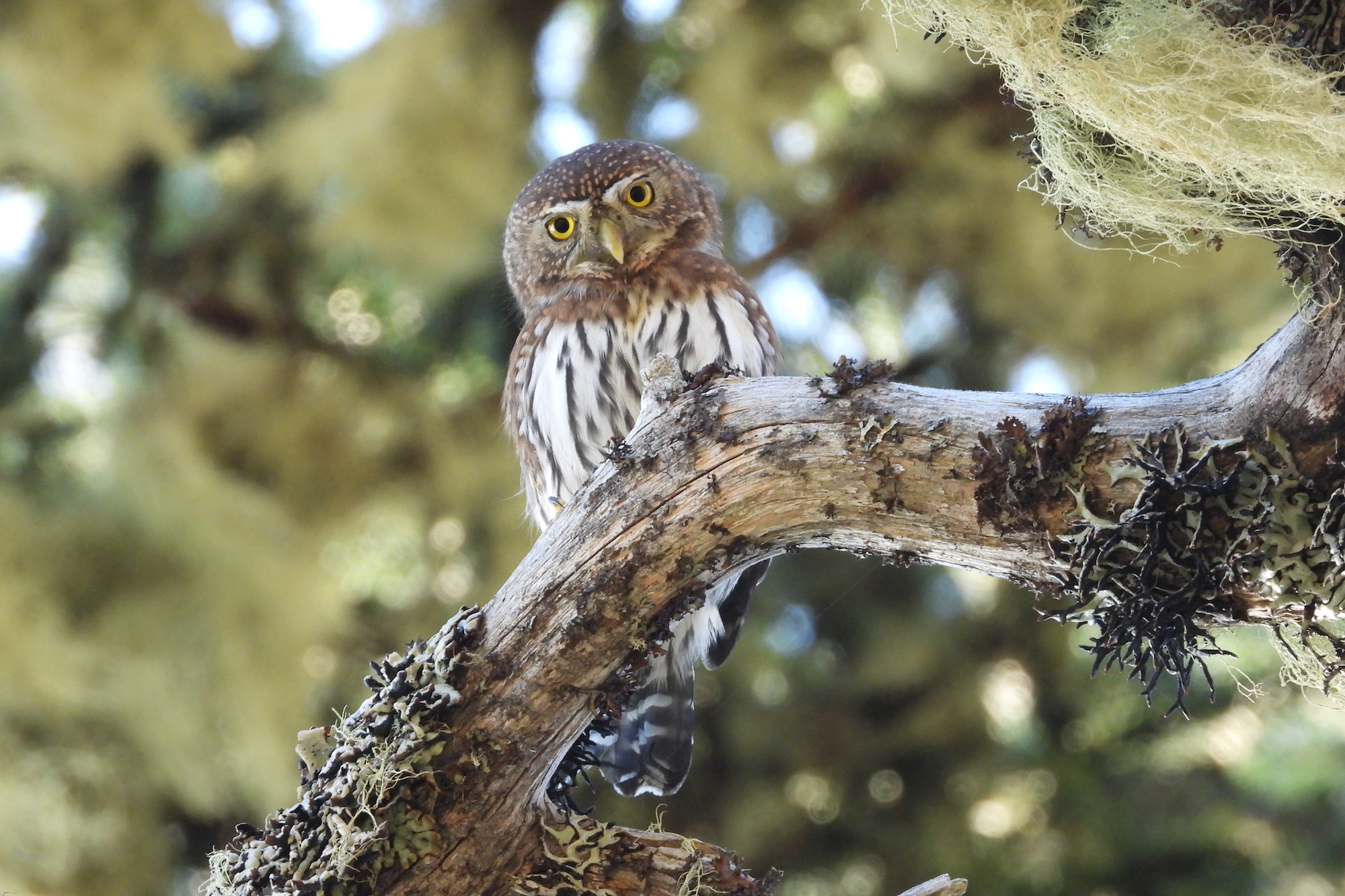 northern-pygmy-owl-robinson