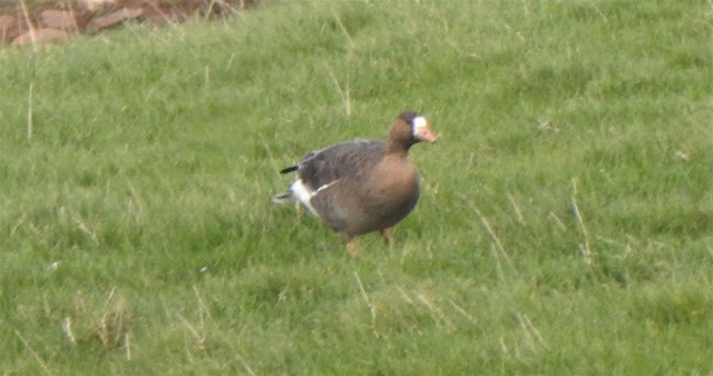 222520Cameron2520White-fronted2520Goose