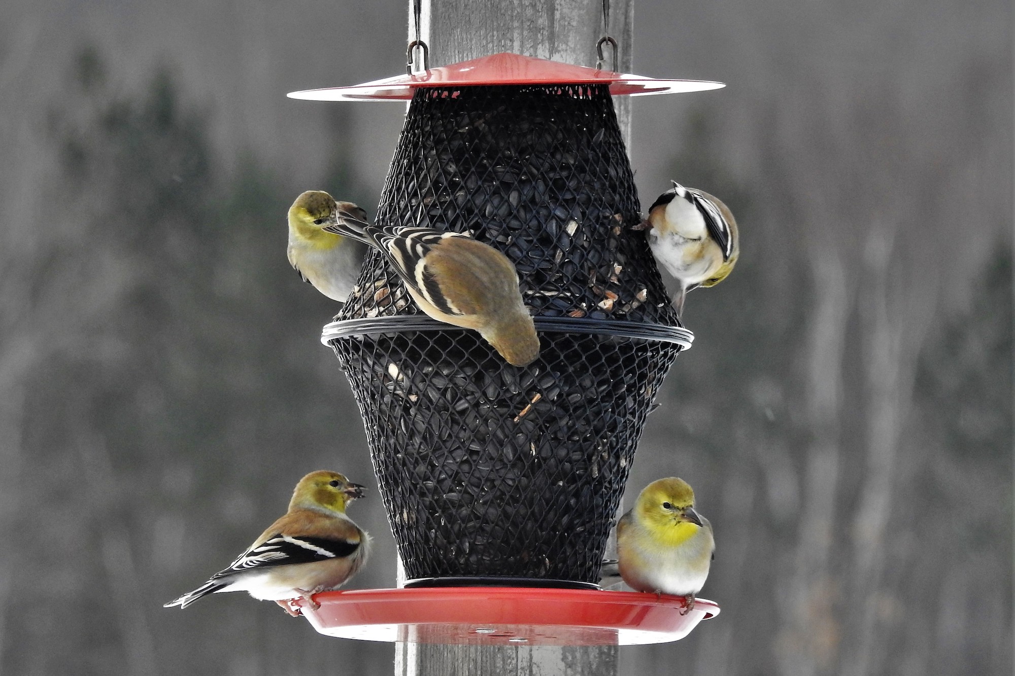 American-Goldfinches-feeder-JoanW