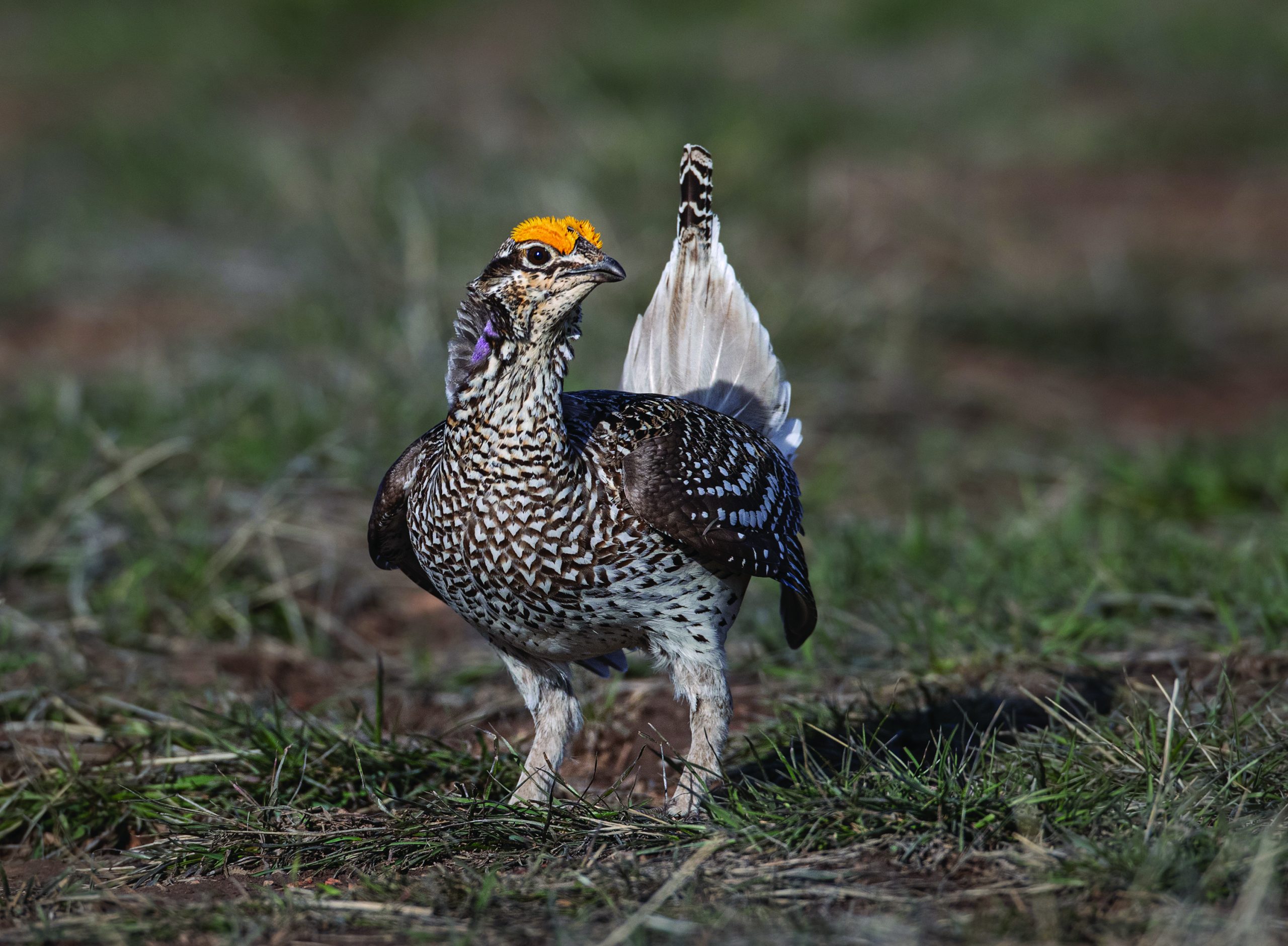 Fire-Grouse_074-Sharp-tailed-grouse-Tympanuchus-phasianellus-CO_edit-scaled-1