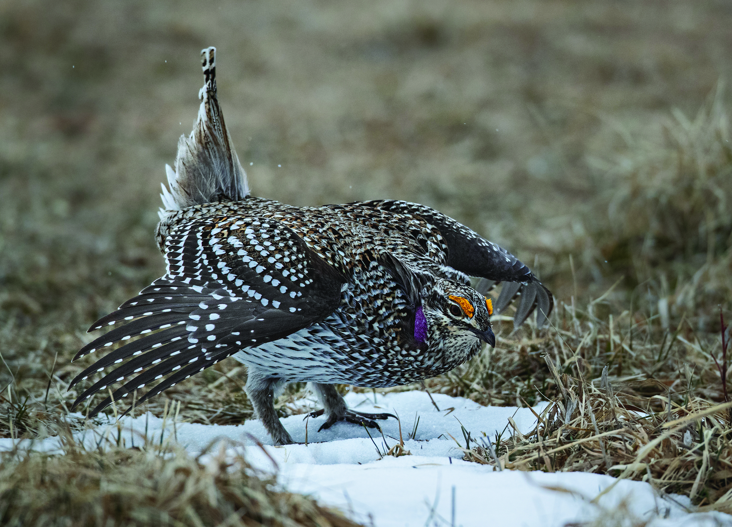 Fire-Grouse_093-Sharp-tailed-grouse-Tympanuchus-phasianellus-MN_edit