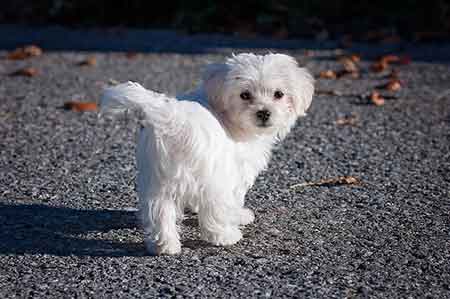 Maltese---sensitive-dog-breeds