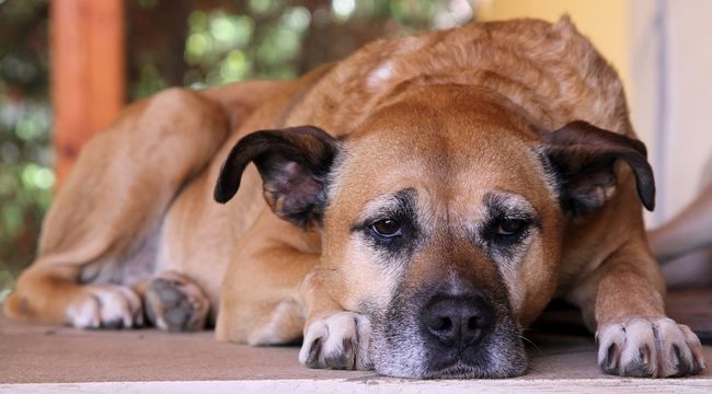 Signs-of-Aging-in-Dogs