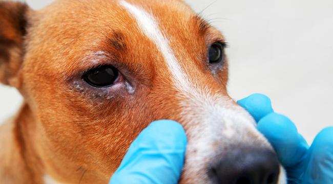 pictures-of-conjunctivitis-in-dogs