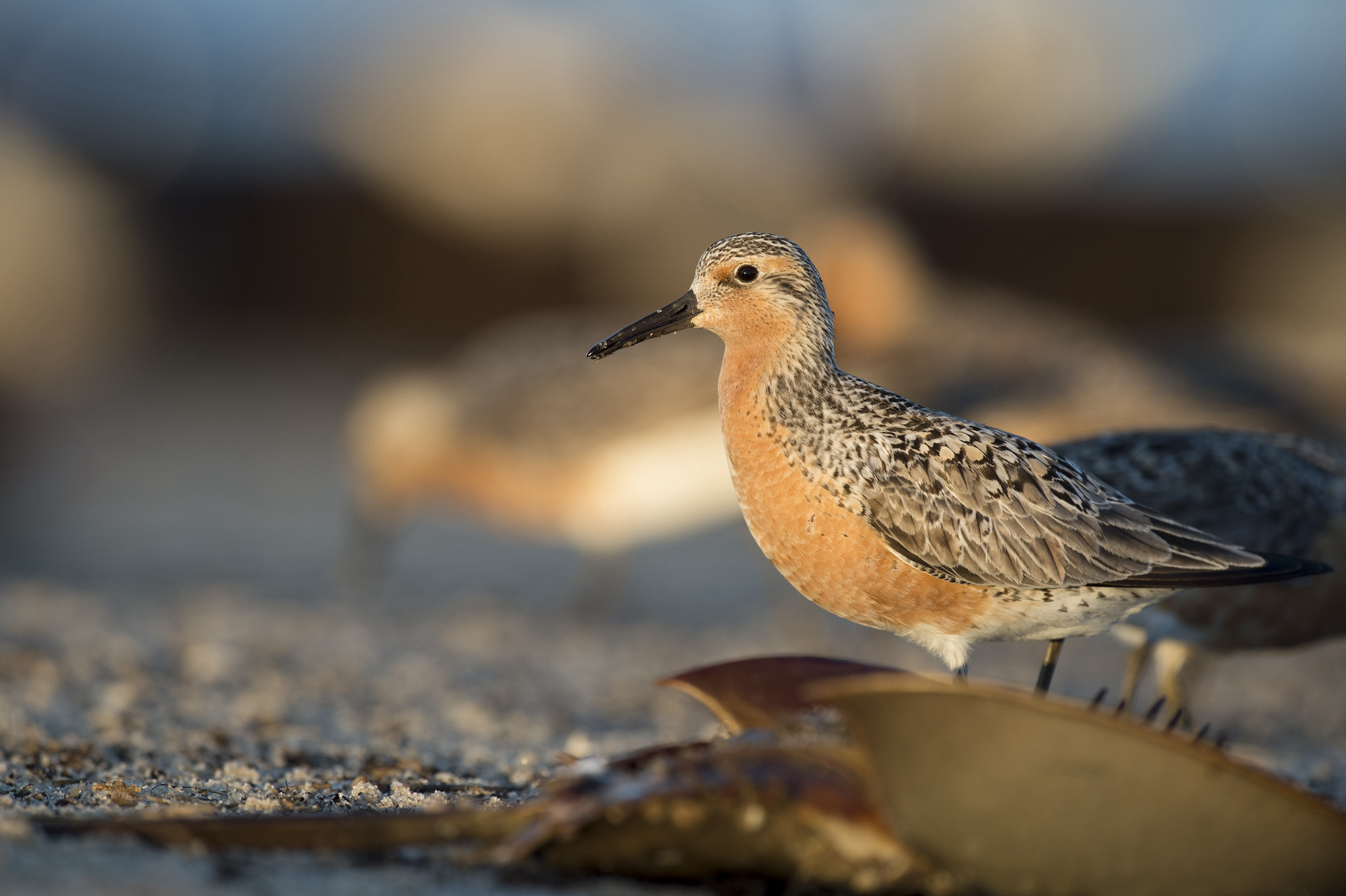 Red-Knot-S_423669403