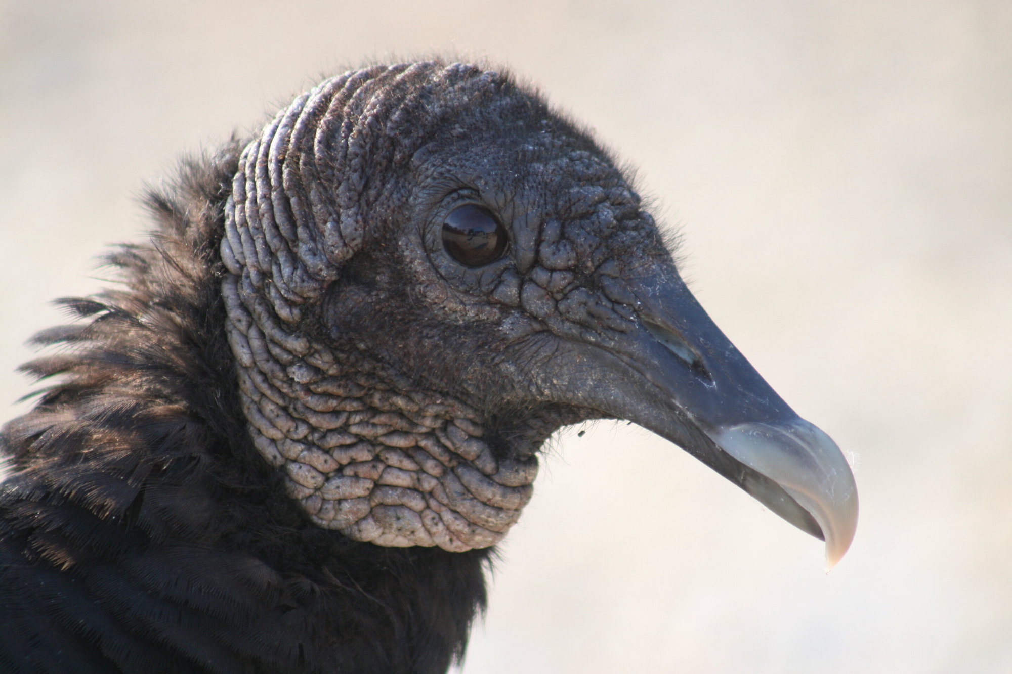 black-vulture-Hannah-Partridge