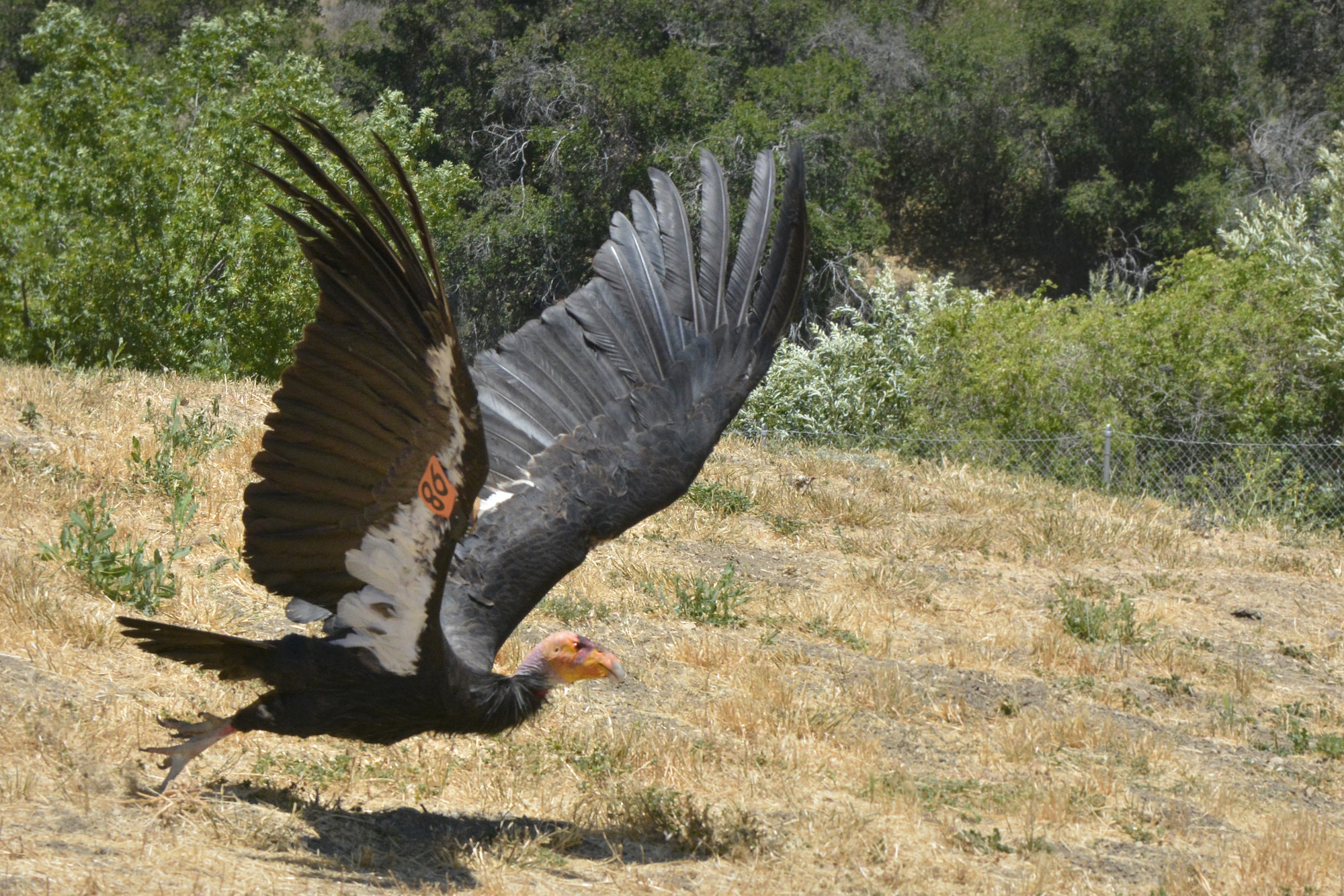 condor-taking-off
