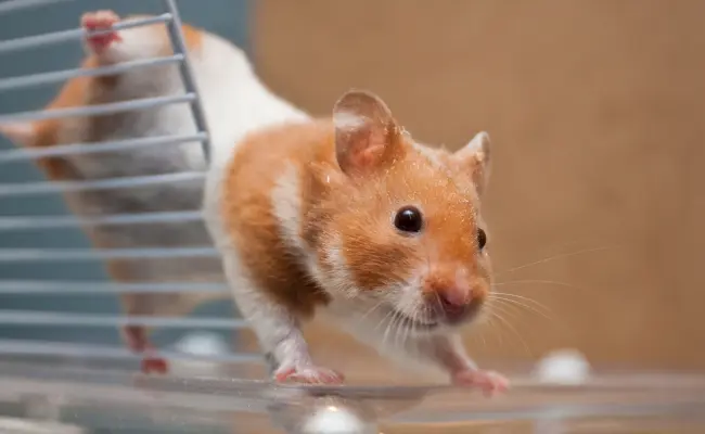 Hamsters-Tiny-Balls-of-Energy