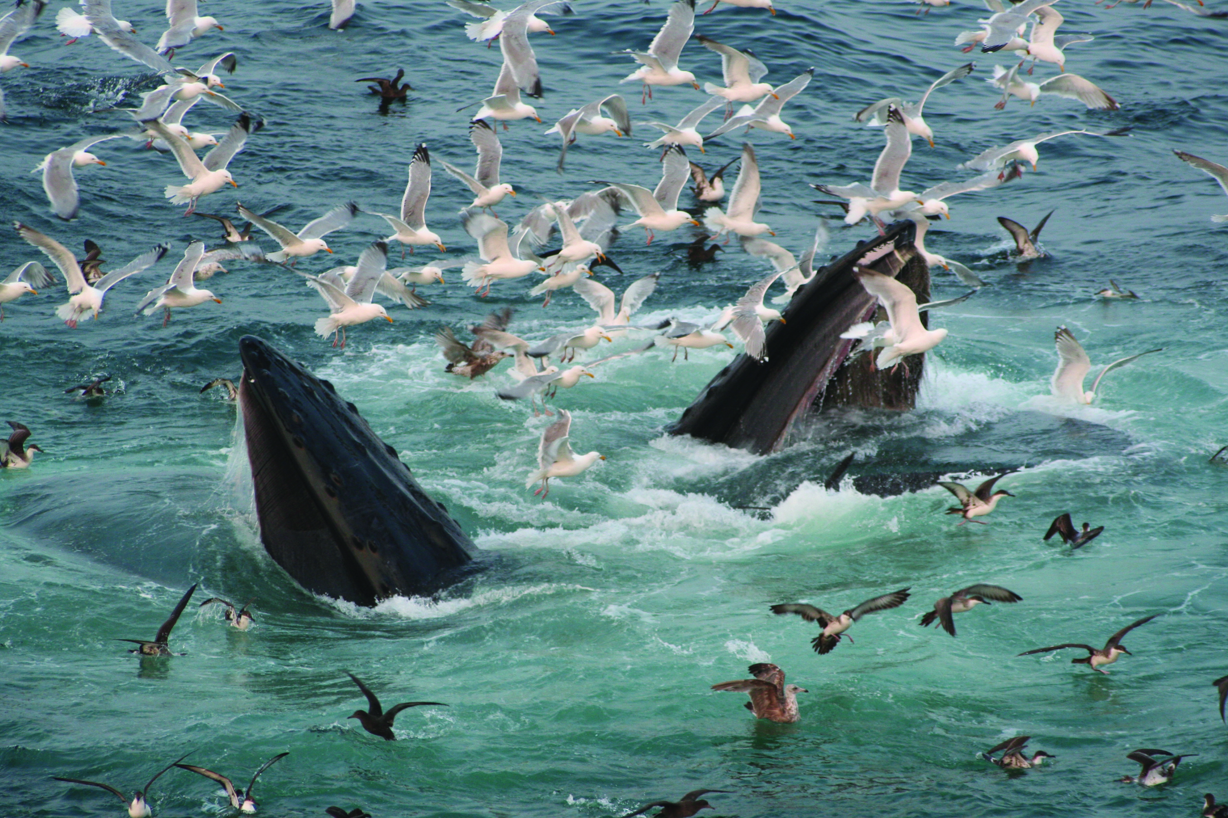 Small-Fish-Big-Stakes_whales-and-birds_edit