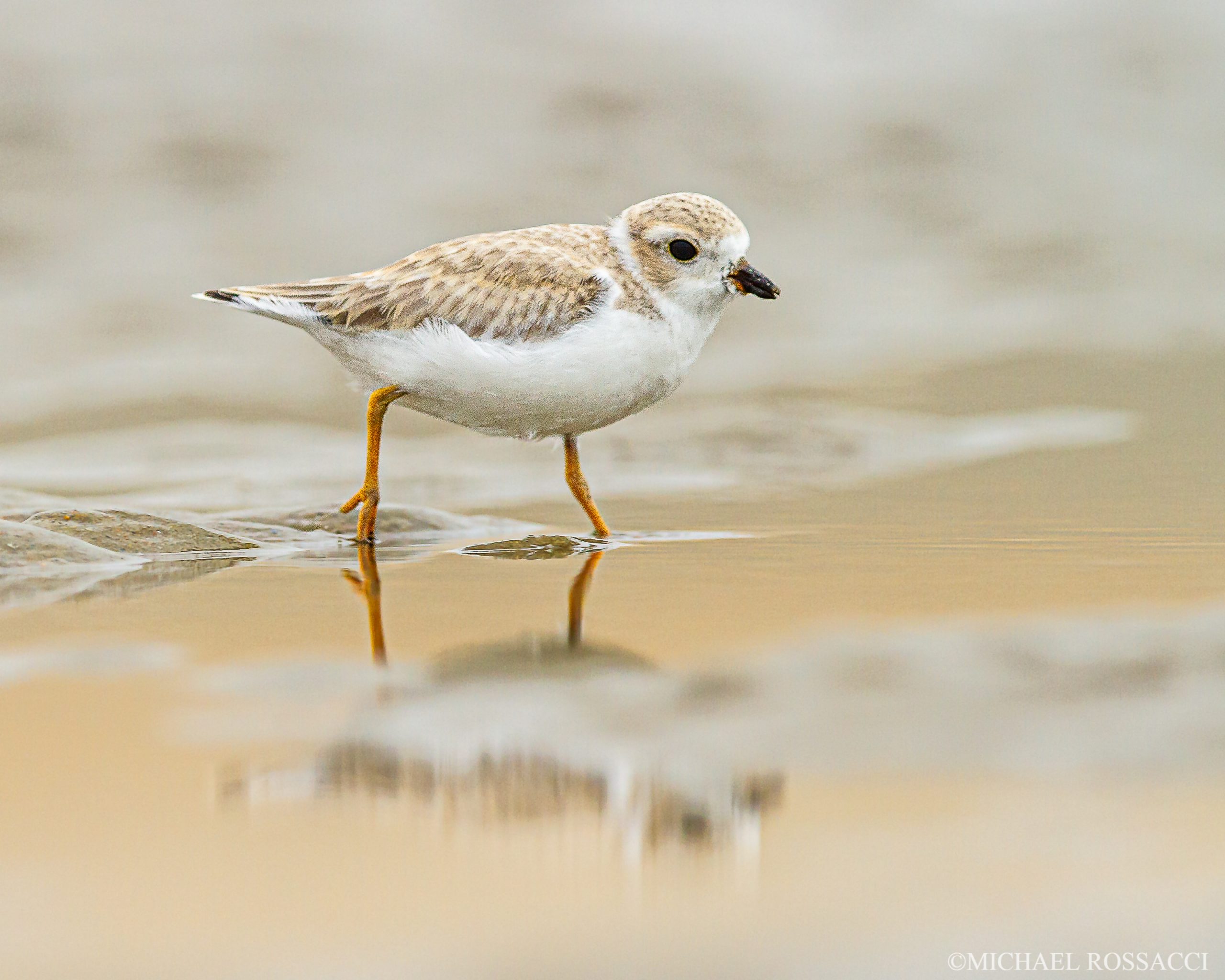 piping_plover_juvenile-0269