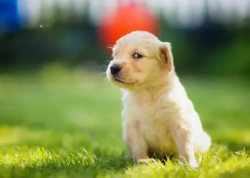Golden-Retriever-Puppy-Facts