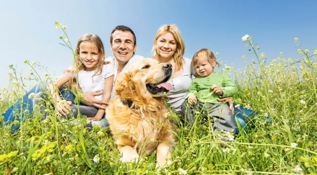 Golden Retriever Adaptability to Family Life